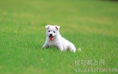 70年属狗51岁有血光之灾