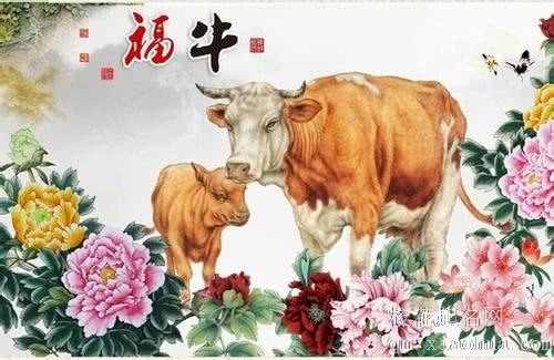 属牛47岁女以后运气