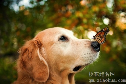 属狗的人一生运势