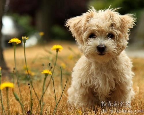 属狗的今年婚姻状况如何
