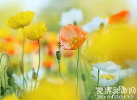 6月22日是什么星座星座其实是按阳历查询