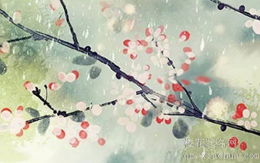 客厅放什么花好看又旺财 白鹤芋风水寓意一帆风顺