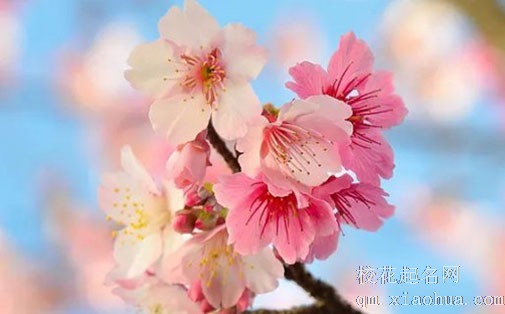 春分粘雀子嘴的寓意 节气特色美食吃法