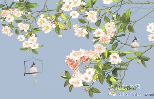 养玉树的十大忌讳 玉树放客厅西北角可聚气纳福