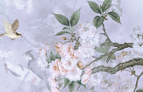 养滴水观音有什么寓意 水培滴水观音不宜放财位