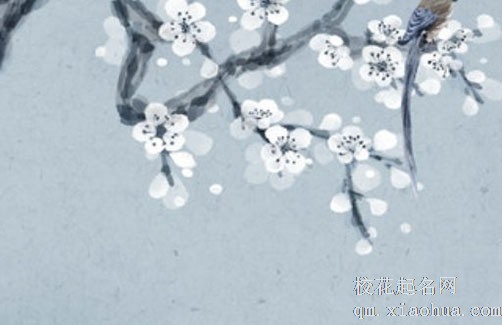 新房适合养什么绿植旺宅 客厅放富贵竹可聚财