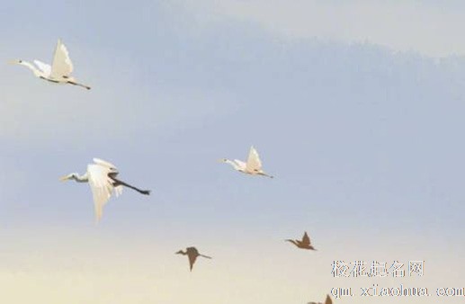 给家里增加阳气的摆件 五行八卦图聚拢阳气