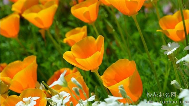 年纪越大就越有创业创新精神的三大星座，靠自己成功为人生筑梦