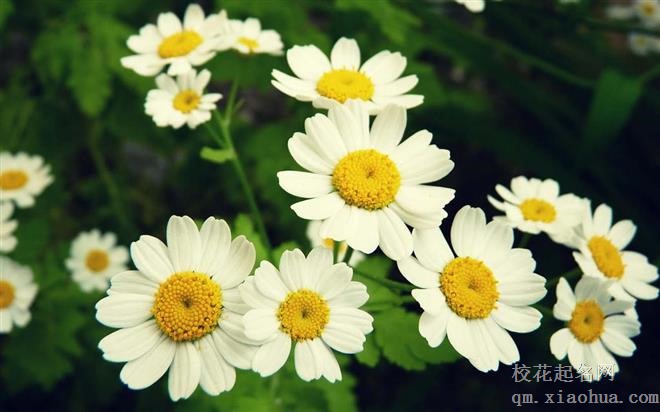 别慌！淡定面对职场危机的是四大星座