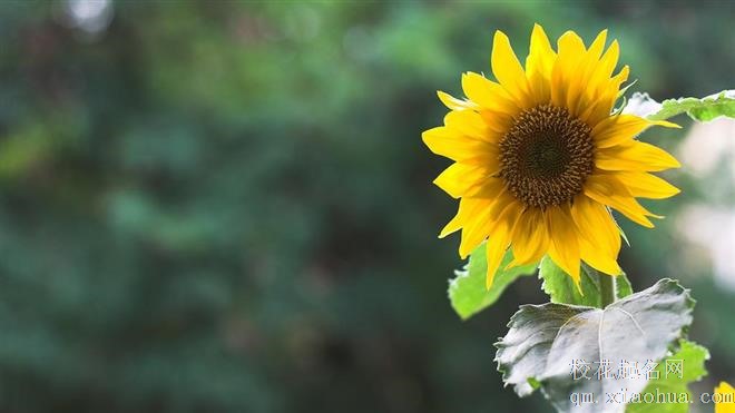 工作中不容小觑的3星座，能力极强最具大智慧！