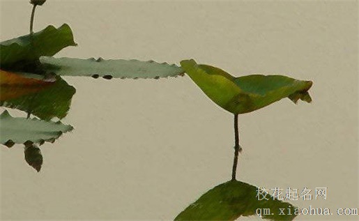 正对入门玄关挂什么画好 花开富贵和百鸟朝凤