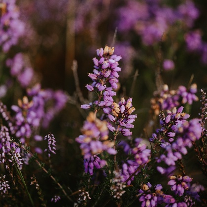 七夕来临！12星女追爱指南大公开