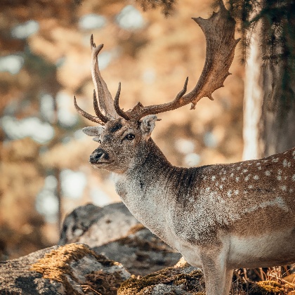 天秤新月，12星座开运秘诀大公开