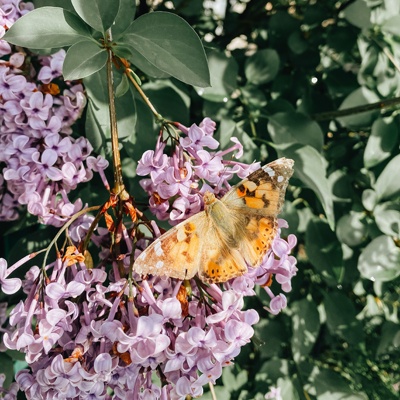 12星座怎么做能提升桃花运？