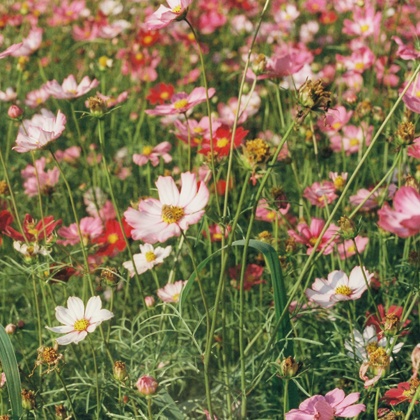 提个醒！这些星座近三个月需要当心烂桃花！