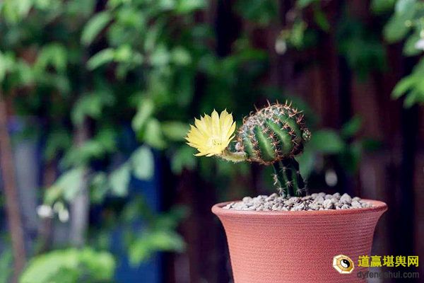 带刺的植物放在哪里好