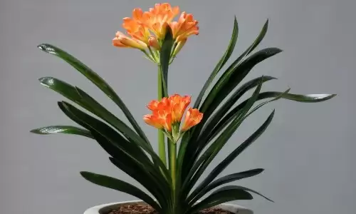 十大最旺家庭养的花，美丽耐看还招财