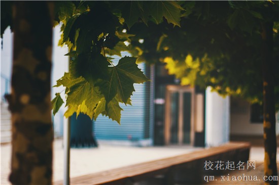 男人梦见甘蔗有什么寓意