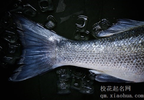 梦见鱼流血暗示什么