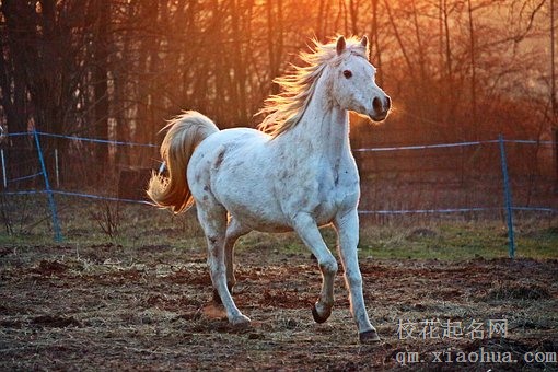 梦见马流血暗示着什么