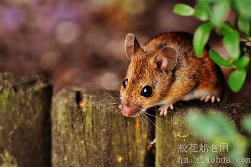 梦见老鼠爬满全身