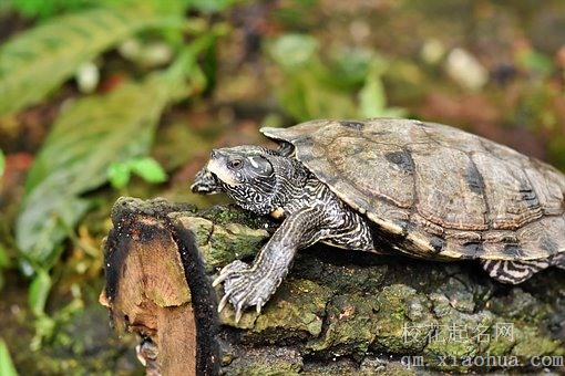 梦见乌龟生男孩准确吗