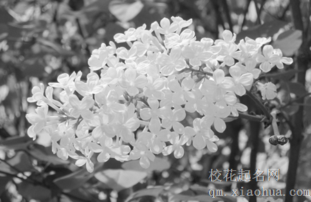 梦见人头上戴白东西