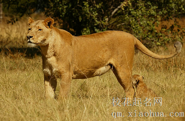 梦见熊、狮子意味着什么