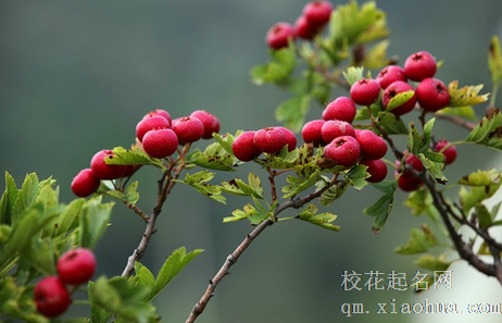 孕妇梦见山楂树