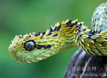 梦见一群蛇从身边走过