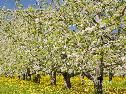 梦见苹果树开花