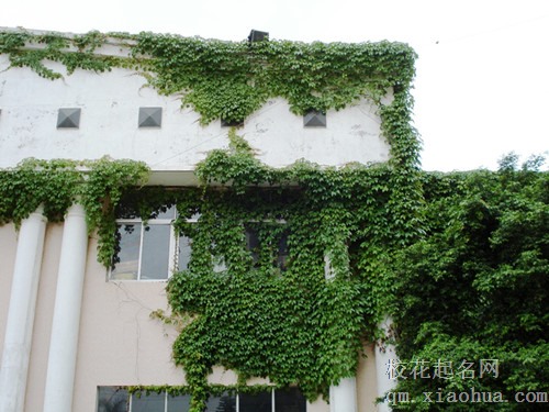 梦见攀缘植物 攀援植物