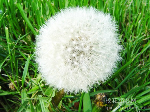 梦见蒲公英