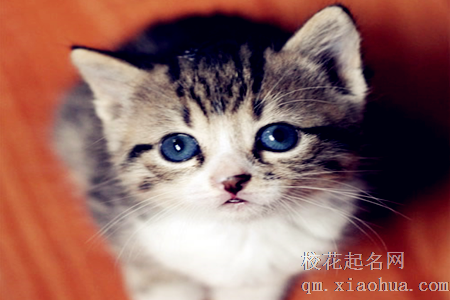 梦见被猫抓了