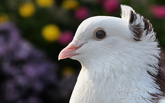 孕妇梦见鸽子Ⅰ