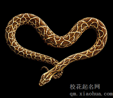 梦见绿色花纹蛇