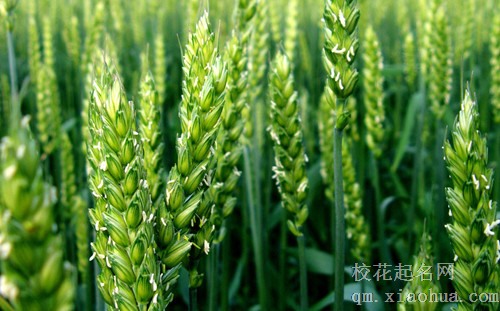 梦见稞麦 青稞