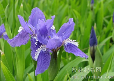 梦见鸢尾花