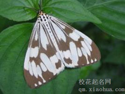 梦见飞蛾 灯蛾