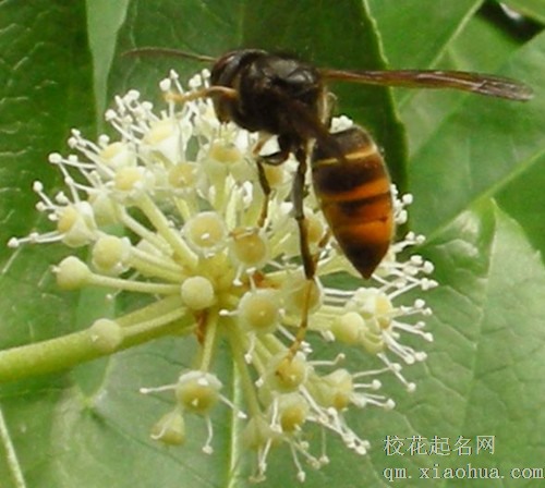 梦见马蜂