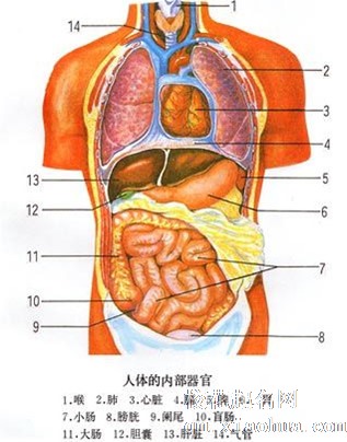 梦见内脏
