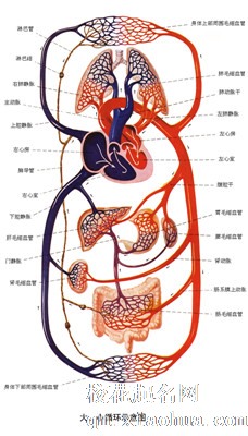 梦见血管