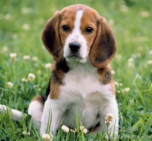 梦见养犬 养狗