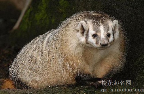梦见獾