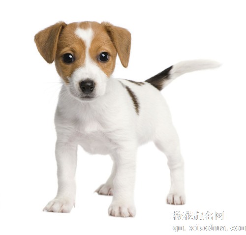 梦见疯狗