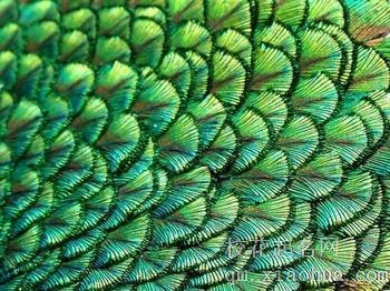 梦见重复的图案