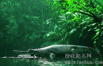 梦见鳄鱼