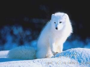 梦见白狐狸