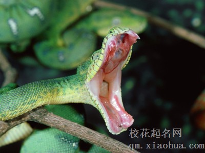 孕妇梦见死蛇