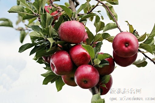 梦见很多熟透的苹果